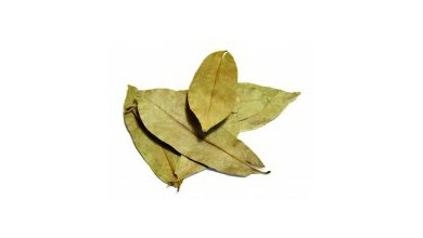 Graviola - Annona ostnitá (Annona muricata)