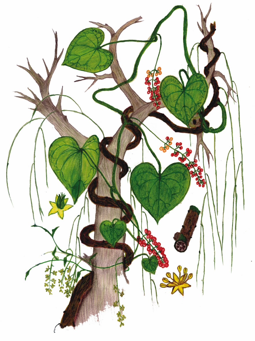 Guduchi - Tinospóra srdcolistá (Tinospora cordifolia)