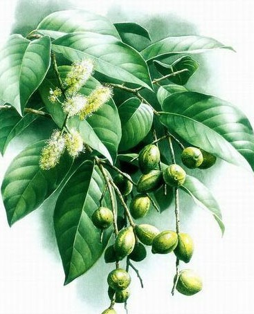 Haritaki (Terminalia chebula)
