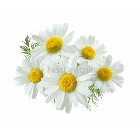 harmancek rumancek kamilky herb.jpg