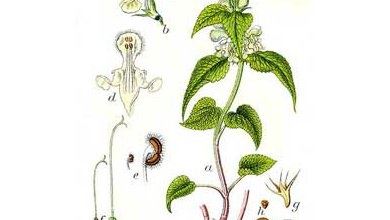 Hluchavka Biela (Lamium album)
