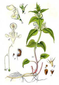 Hluchavka Biela (Lamium album)