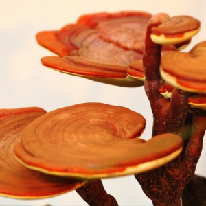 Lesklokôrka lesklá Reishi  (Ganoderma lucidum)