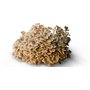 Polyporus-herb.jpg