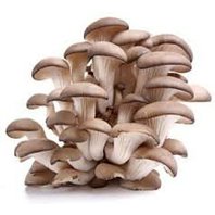 Hliva ustricová mletá - prášok 1kg (Pleurotus ostreatus)