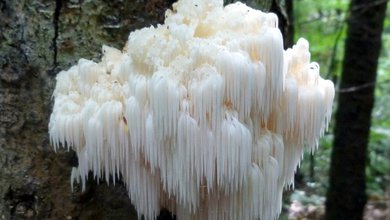 Korálovec Ježovitý (Hericium erinaceus)