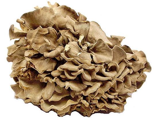 Maitake (Grifola Frondosa)