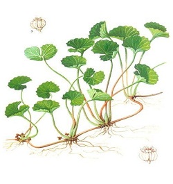 Gotu kola (Centella asiatica)
