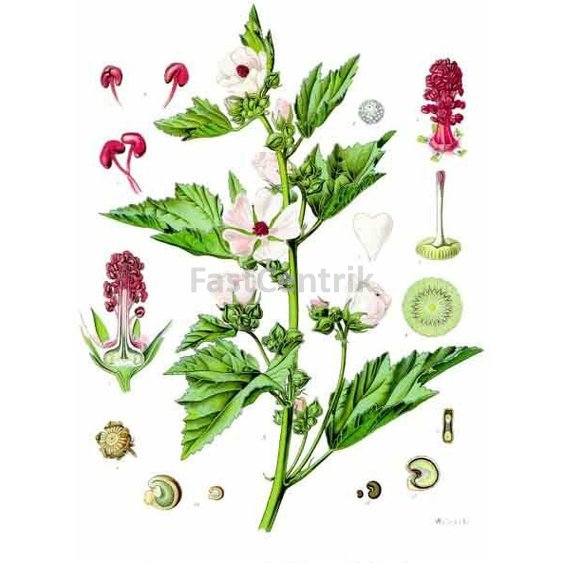 ibislekherb.jpg