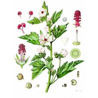 Ibiš Lekársky List 1kg (Althaea officinalis)