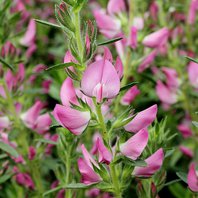 Ihlica Tŕnitá Koreň (Onosis Spinosa)
