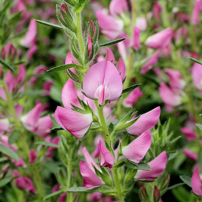 Ihlica Tŕnitá (Onosis Spinosa)