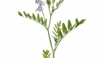 Jastrabina Lekárska (Galega officinalis)