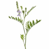 Jastrabina Lekárska Vňať (Galega officinalis)
