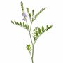 jastrabina lekarska herb.jpg