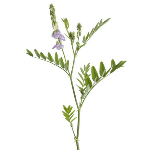 Jastrabina Lekárska (Galega officinalis)