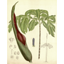 jergonherb.png