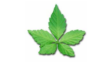 Jiaogulan - Ženšen Päťlistý Gynostemma pentaphyllum) Jiaogulan - Ženšen Päťlistý Gynostemma pentaphyllum)