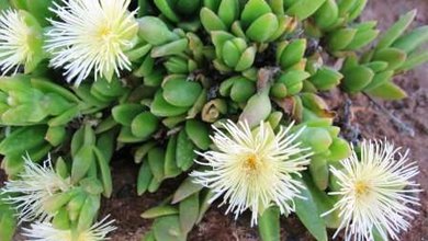 Kanna (Sceletium tortuosum)