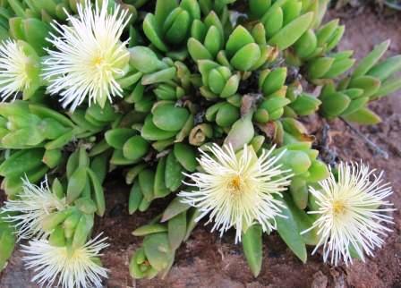 Kanna (Sceletium tortuosum)
