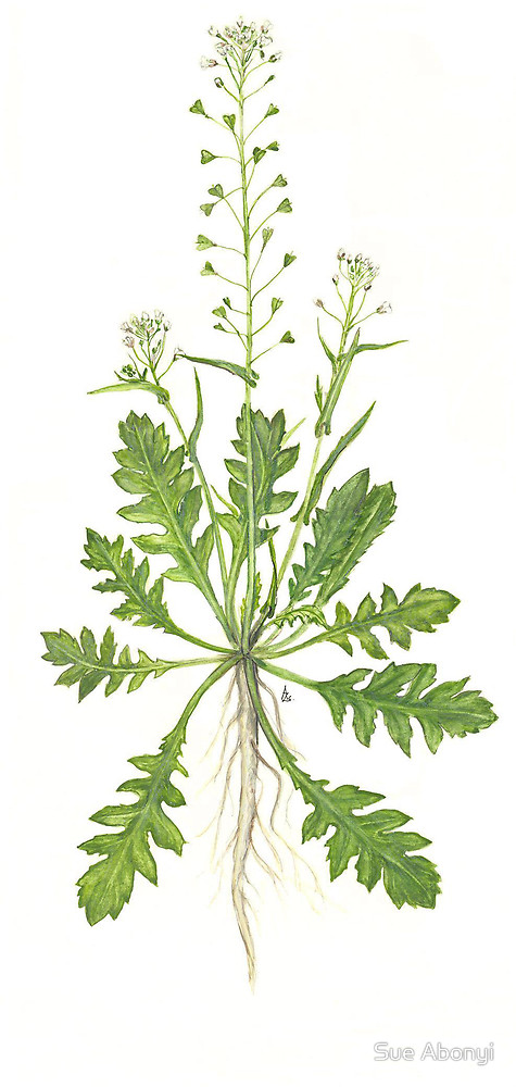 Kapsička pastierska (Capsella bursa-pastoris)