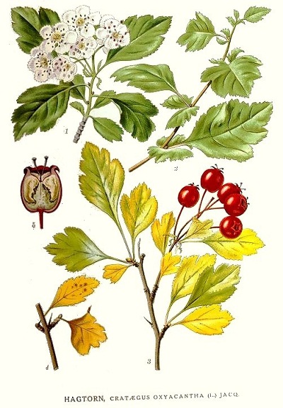 Hloh obyčajný (Crataegus oxyacantha laevigata)