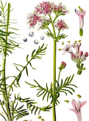 Valeriána Lekárska - Kozlík (Valeriana officinalis)