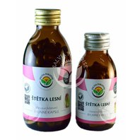 Štetka Lesná Kapsule (Dipsacus fullonum)
