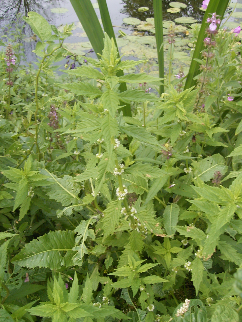Karbinec Európsky (Lycopus europaeus)