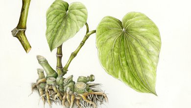 Kava Kava - Piepor Opojný (Piper methysticum)