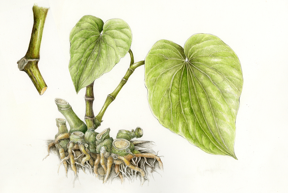 Kava Kava - Piepor Opojný (Piper methysticum)