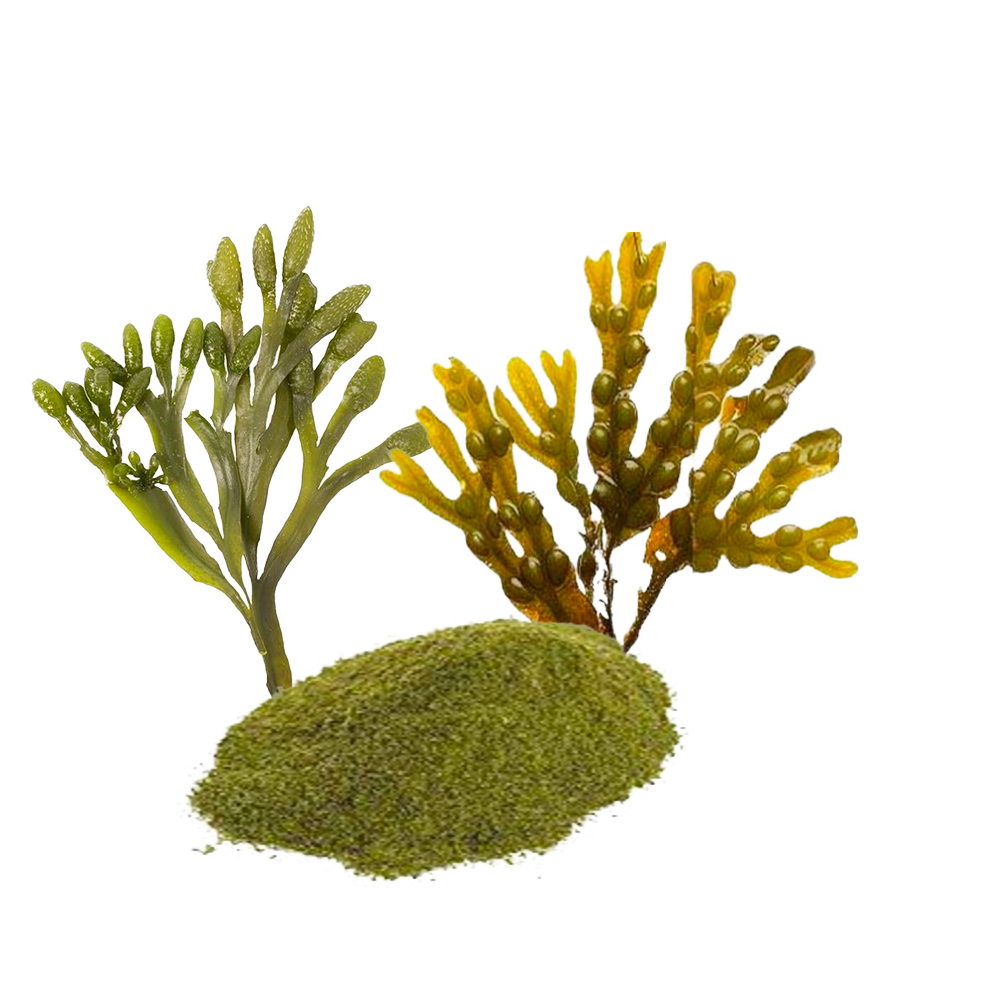 Jód - Kelp (Ascophyllum Nodosum)