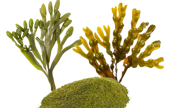 Jód - Kelp (Ascophyllum Nodosum)