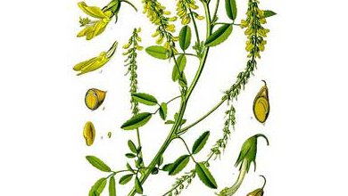 Komonica Lekárska (Melilotus officinalis)