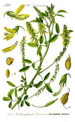 Komonica Lekárska (Melilotus officinalis)