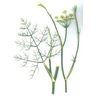 Fenikel Obyčajný Plod 1kg (Foeniculum vulgare)