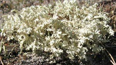 Dutohlávka Snežná (Cladonia nivalis)