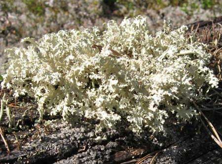 Dutohlávka Snežná (Cladonia nivalis)