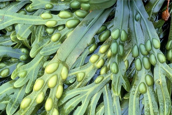 Chaluha Bublinatá (Fucus vesiculosus)