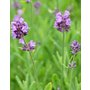 Lavandulaangustifoliaherb.JPG