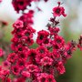 leptospermum-scoparium - manuka.jpg