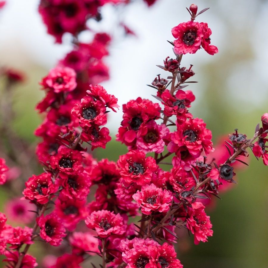 Manuka - Balmín Košťatý (Leptospermum scoparium)