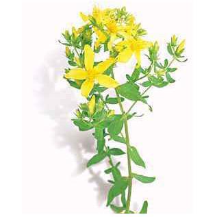 Ľubovník bodkovaný (Hypericum perforatum)