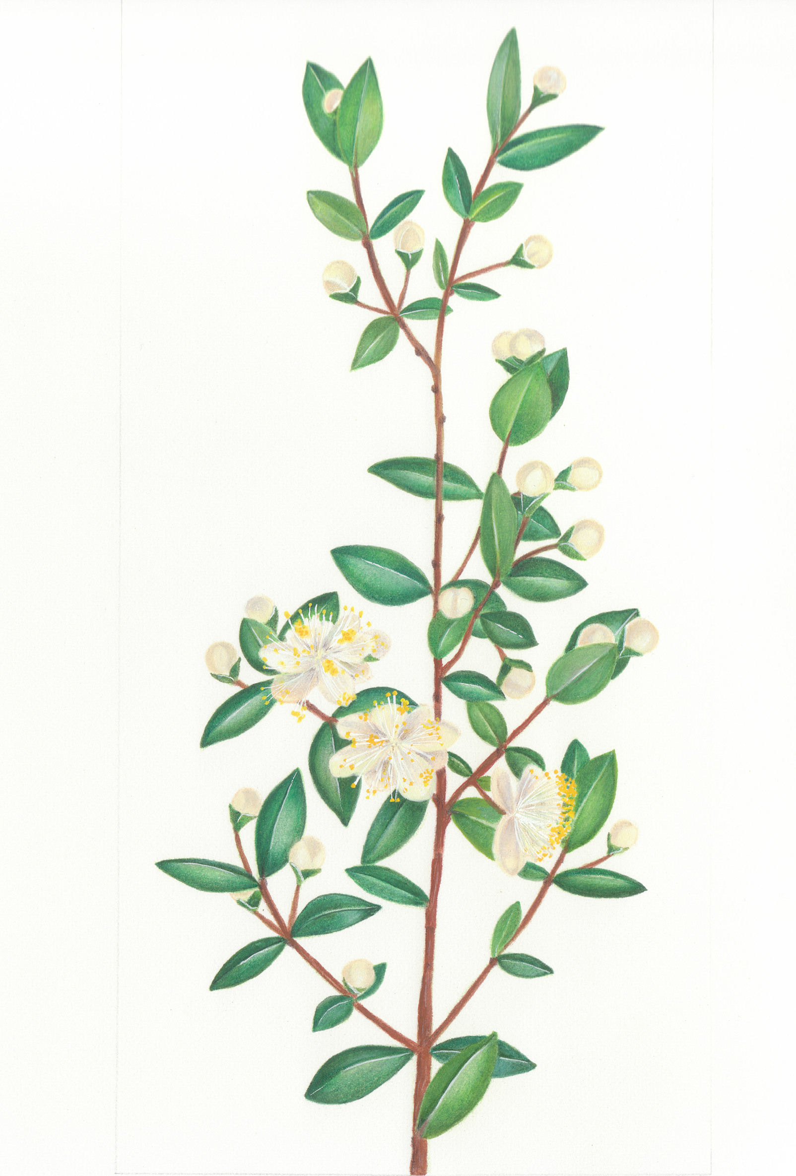 Myrta obyčajná (Myrtus communis)