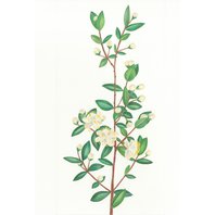 Myrta obyčajná List (Myrtus communis)
