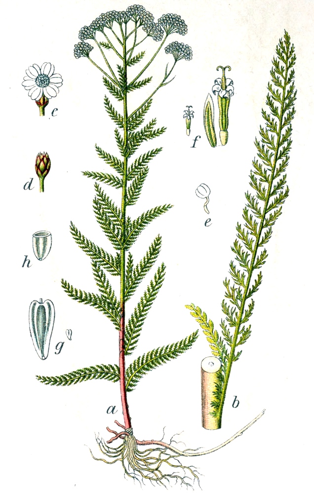 Myšochvost obyčajný - Rebriček (Achillea millefolium)