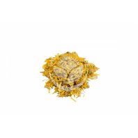 Nechtík Lekársky Kvet  (Calendula officinalis)
