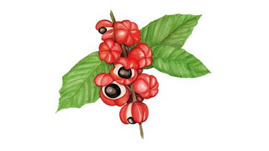 Guarana - Paulínia Nápojná (Paullinia Cupana)
