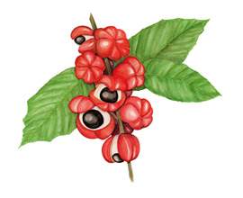 Guarana - Paullinia cupana (Paulinia nápojná)