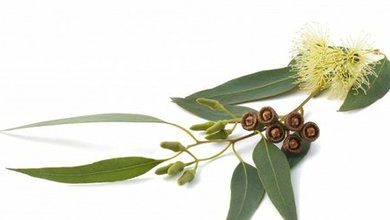 Eukalyptus Guľatoplodý (Eucalyptus globulus )